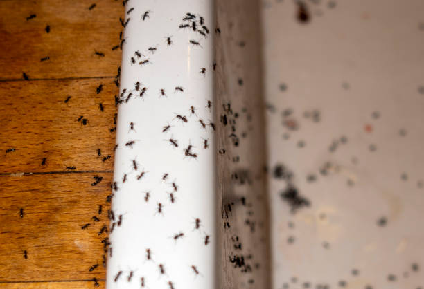 Best Insect Control  in Colfax, LA