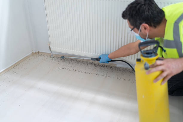 Best Wasp Removal Services  in Colfax, LA