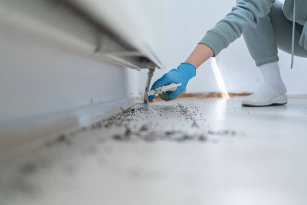 Insect Control in Colfax, LA